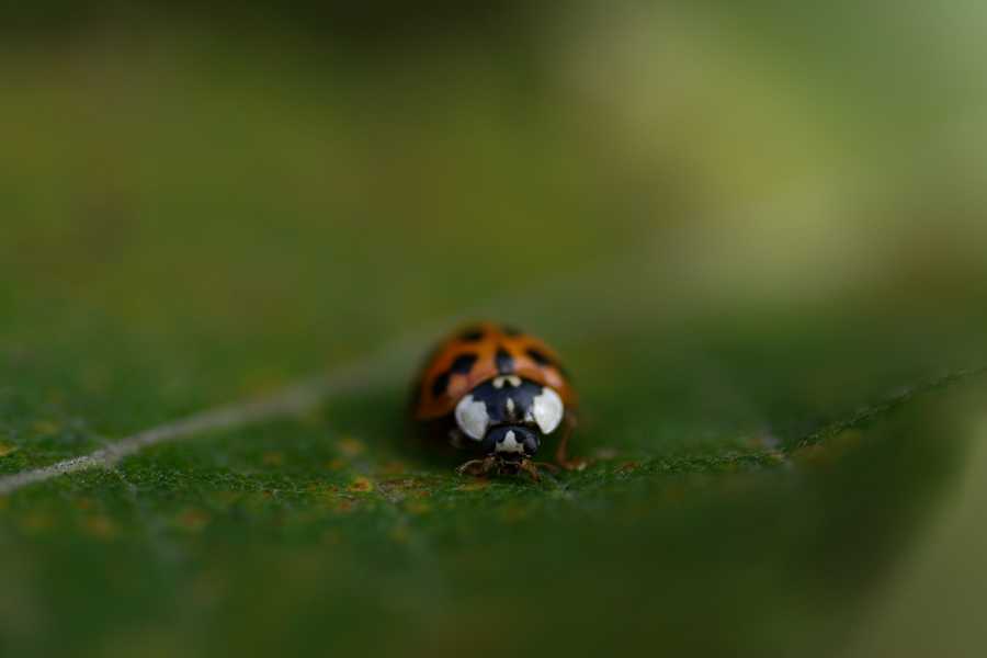 Marienkäfer (Coccinellidae) in Nahaufnahme auf einem Blatt