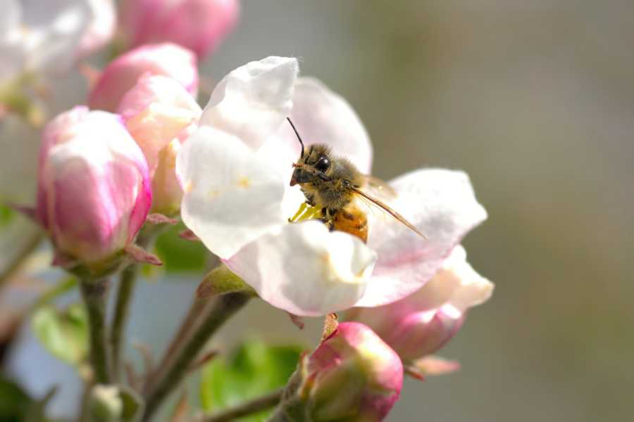 Biene schaut aus einem Blütenkopf heraus und sammelt Pollen