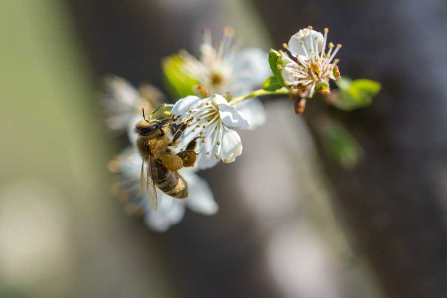 Eine Biene hängt an einer weißen Blüte und sammelt Pollen
