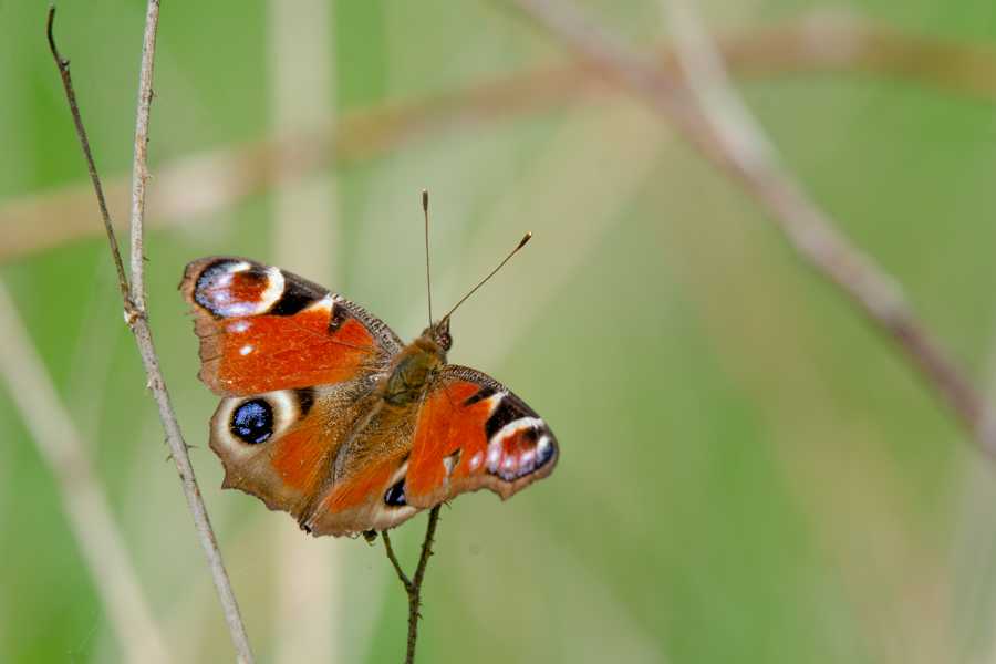 Schmetterling (Tagpfauenauge) sitzt auf einem Zweig im Grünen