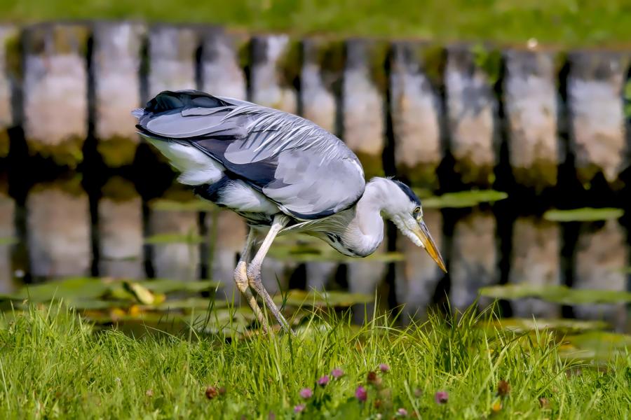 Graureiher beim Fischen am befestigten Ufer im Schweriner Schlossgarten