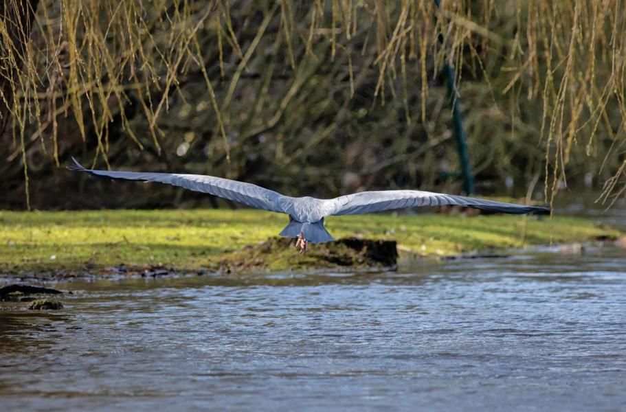 Graureiher fliegt über den blauen Schweriner See Richtung Ufer