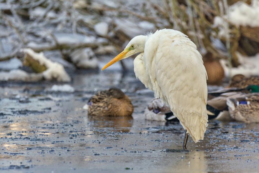 Silberreiher steht im Winter am Wasser des Schweriner Schlossgartens und schaut nach Beute