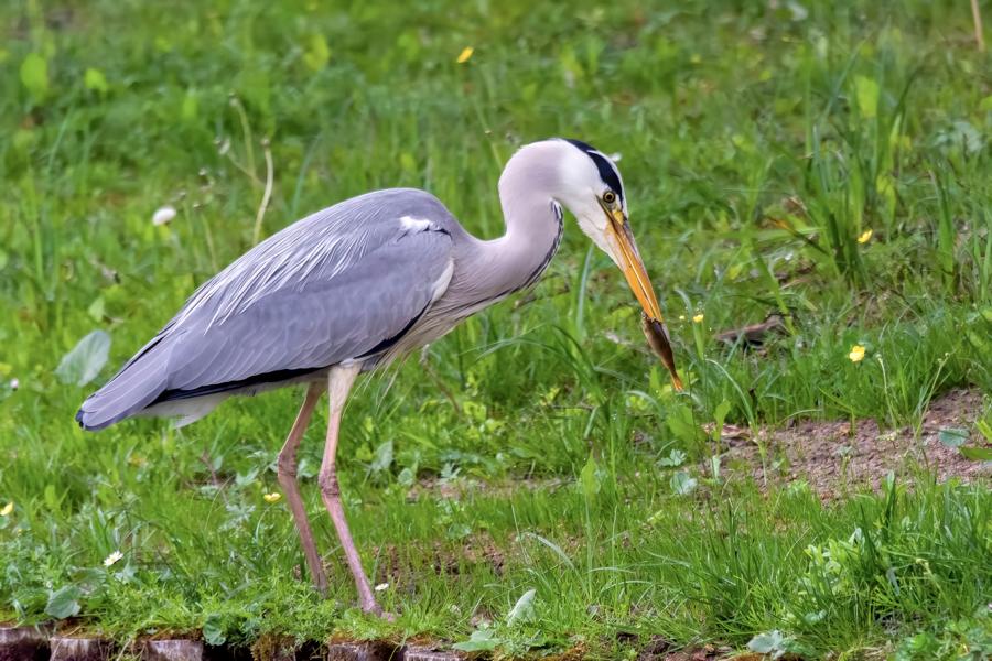 Graureiher steht am Ufer des Schweriner Schlossgartens mit einem gefangenen Fisch im Schnabel