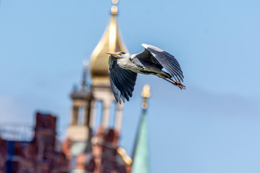 Graureiher fliegt vor blauem Himmel an der goldenen Kuppel des Schweriner Schlosses vorbei