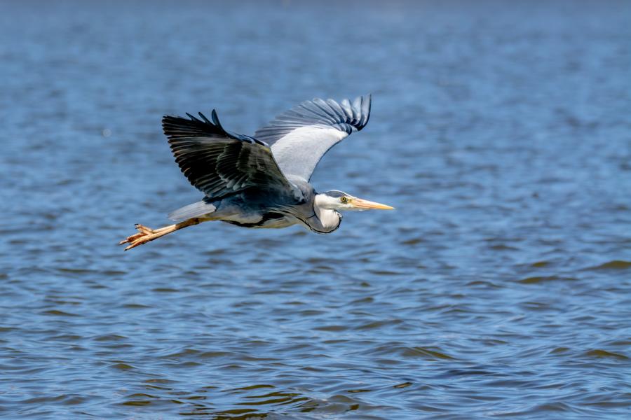 Graureiher segelt mit offenen Schwingen über das blaue Wasser des Schweriner Sees