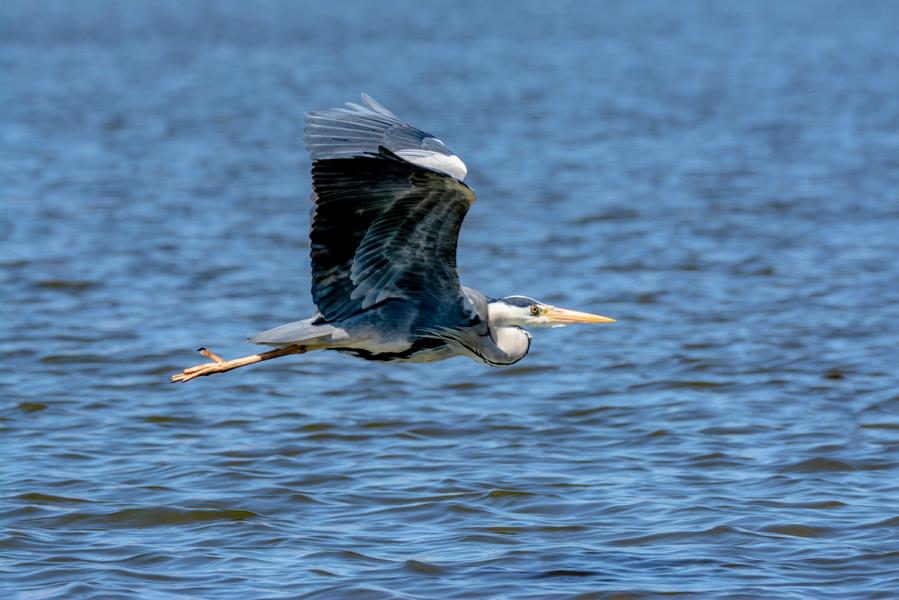 Graureiher segelt mit offenen Schwingen über das blaue Wasser des Schweriner Sees