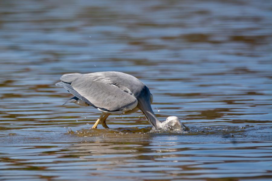 Graureiher taucht beim Fischen den Kopf ins blaue Wasser im Schweriner Schlossgarten