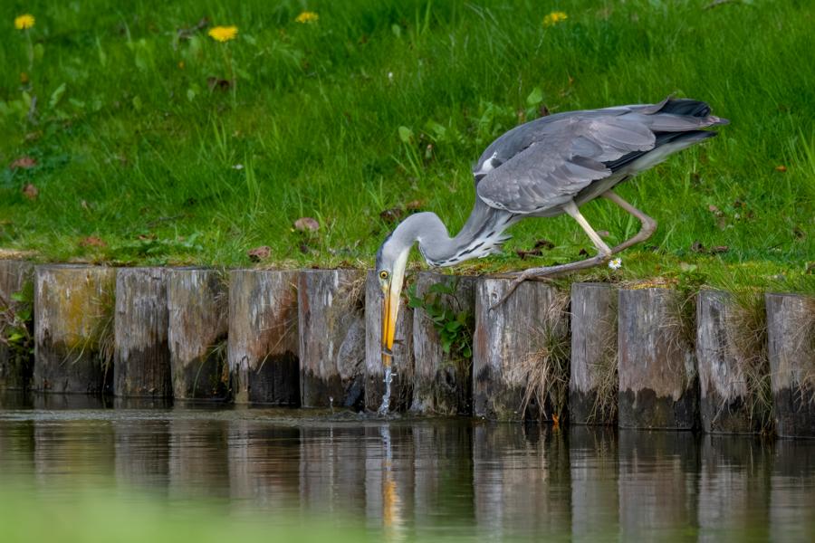 Graureiher beim Fischen am Ufer des Schweriner Schlossgartens