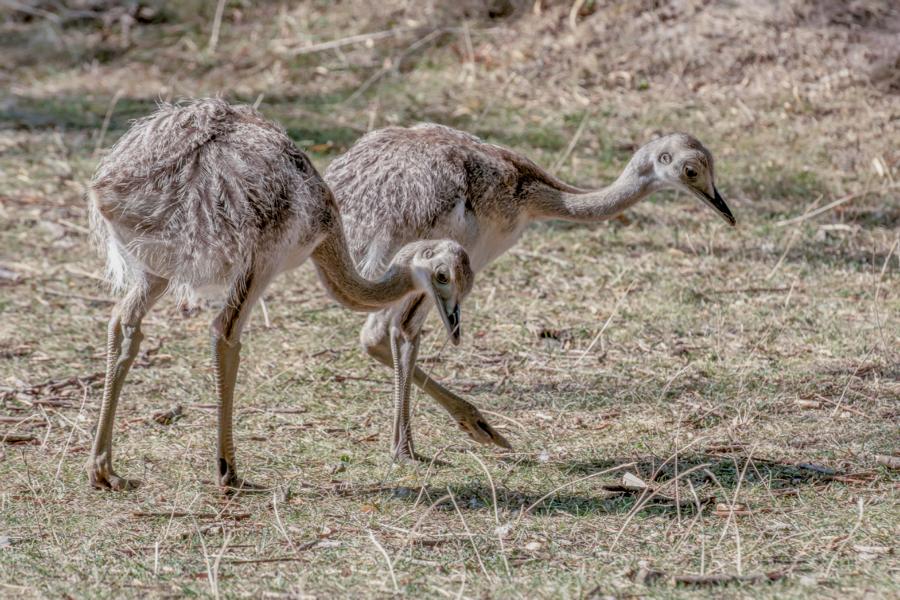 Zwei Nandus auf Futtersuche