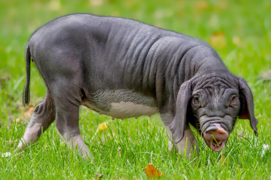 Maskenschwein beim Grasen schaut Richtung Kamera