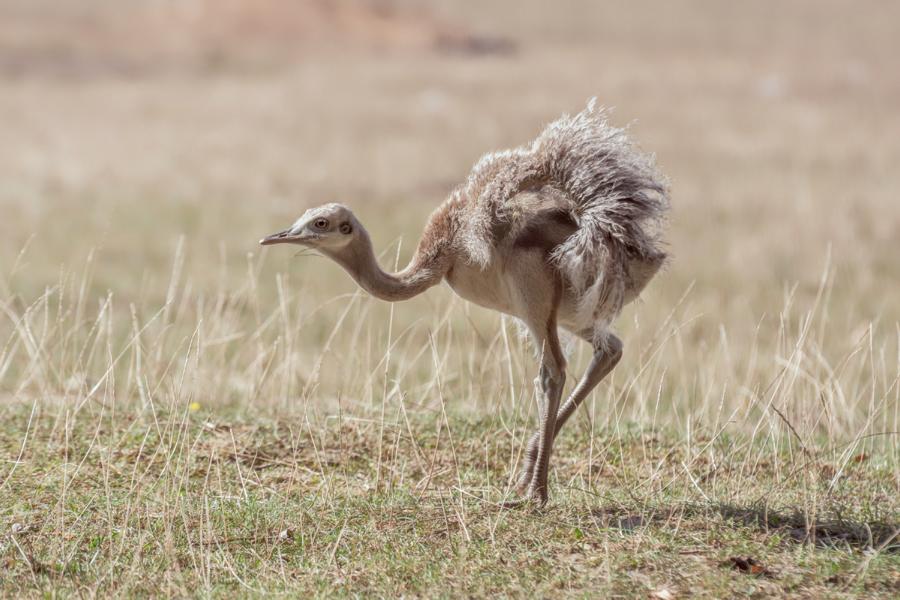 Nandujunges auf der Futtersuche