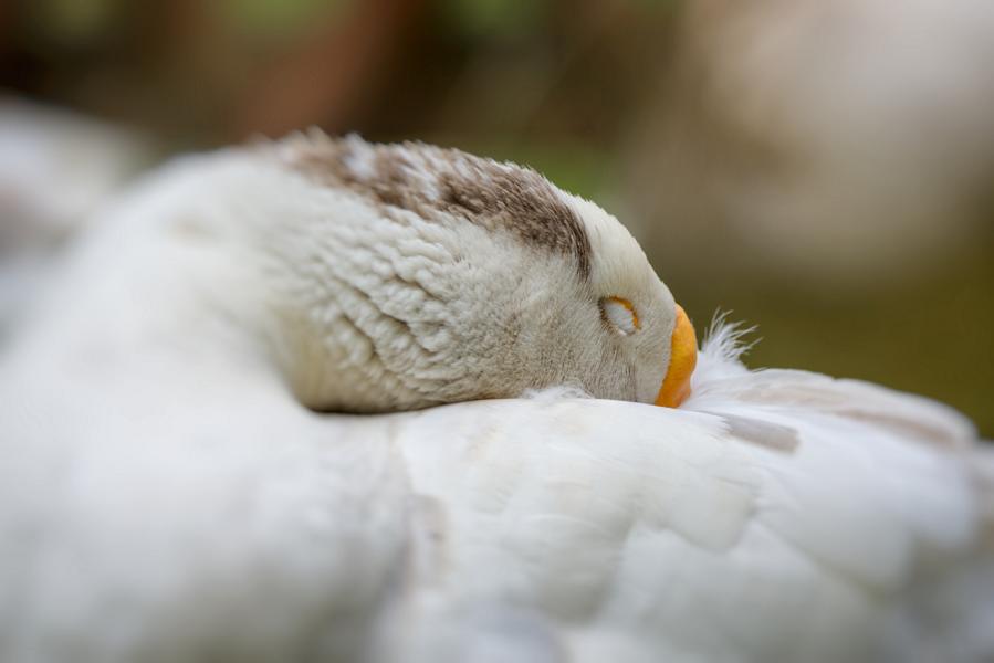 Schwan beim Schlafen mit dem Kopf im Gefieder