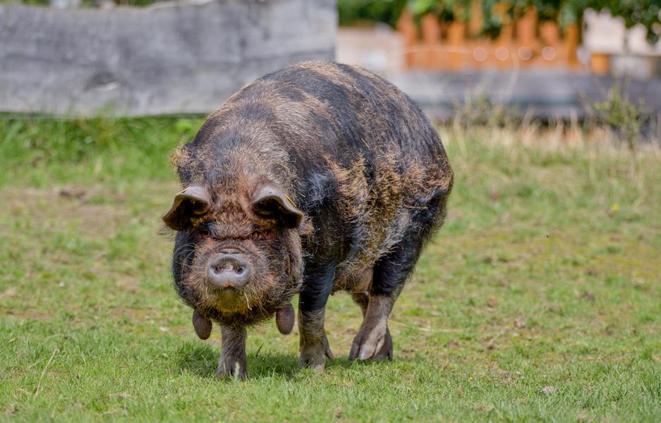 KuneKuneSchwein steht auf der Wiese