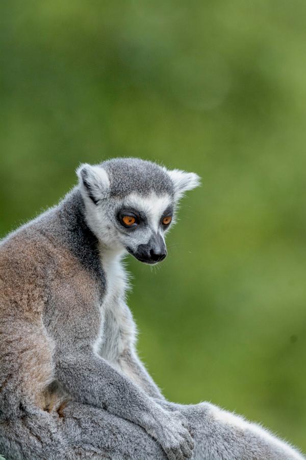 Kattaaffe sitzt auf einem Baumstamm und beobachtet die Umgebung