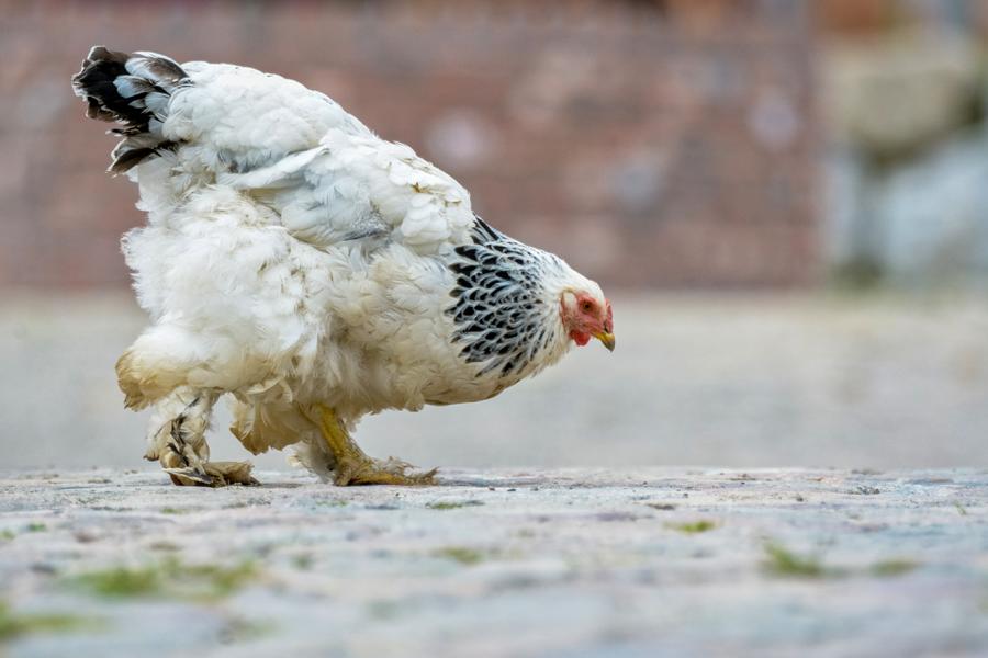Ein Brahma-Huhn läuft über Kopfsteinpflaster und sucht nach Futter