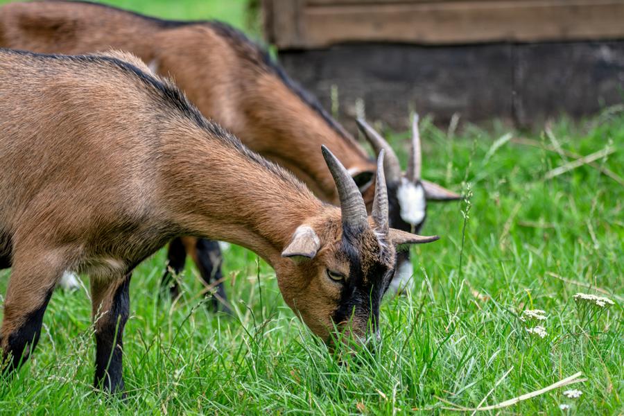 Zwei Ziegen beim Fressen auf der Wiese