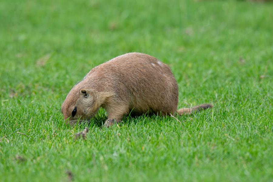 Präriehund beim Fressen auf der grünen Wiese