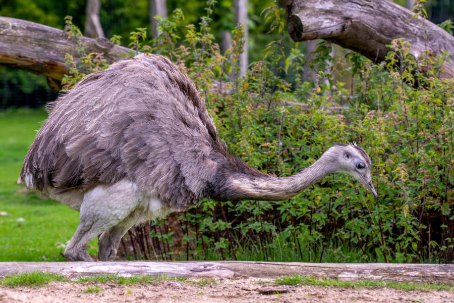 Nandu vor einem Strauch auf Futtersuche in seinem Gehege