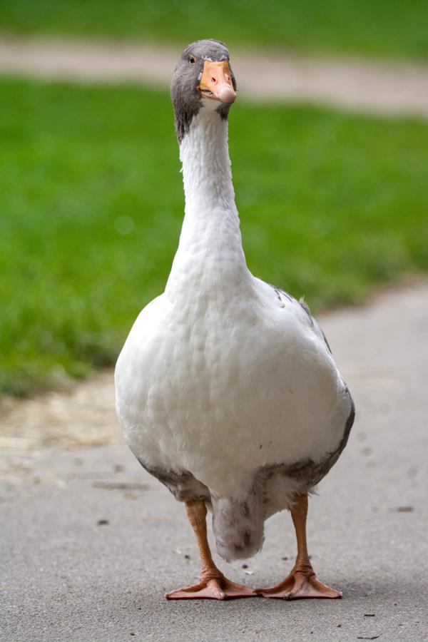 Eine Pommersche Gans auf dem asphaltierten Weg des Tierparks