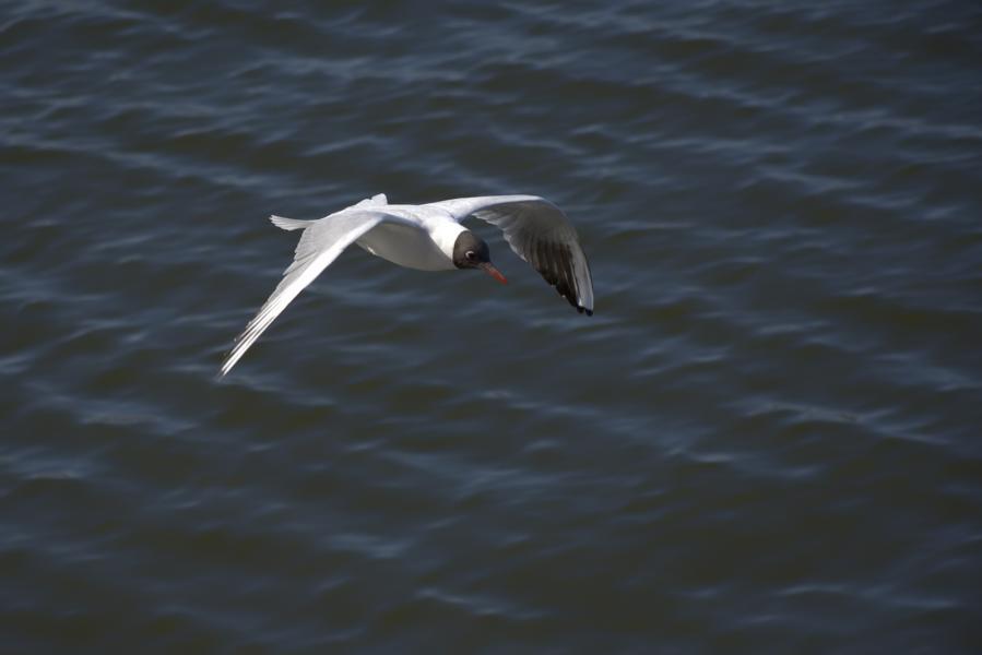 Möwe fliegt über das Wasser des Schweriner Sees