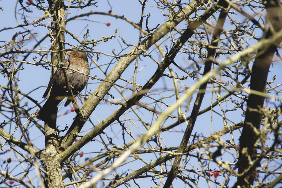 Amsel sitzt im Baum umgeben von Ästen