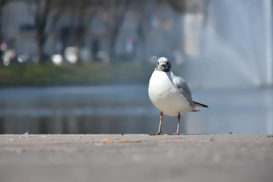 Möwe vor dem Pfaffenteich in Schwerin