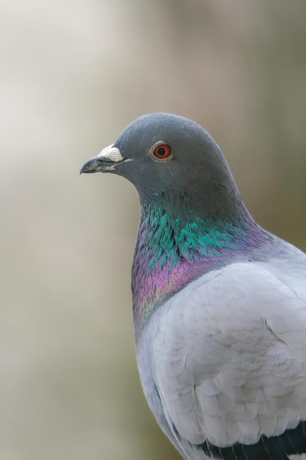 Portrait einer Felsentaube