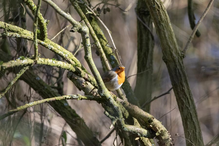 Rotkehlchen im Baum hinter Ästen