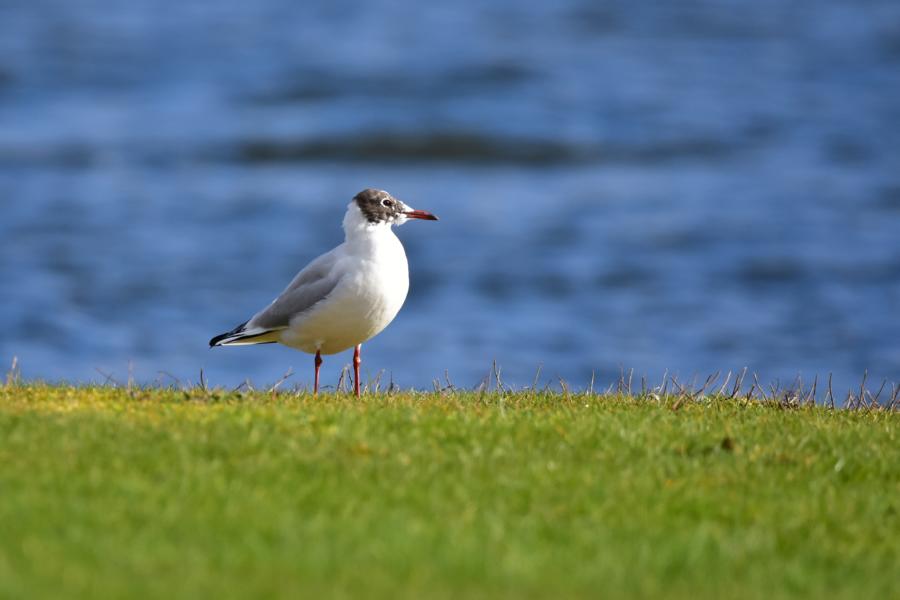 Möwe auf einer Wiese vor dem See