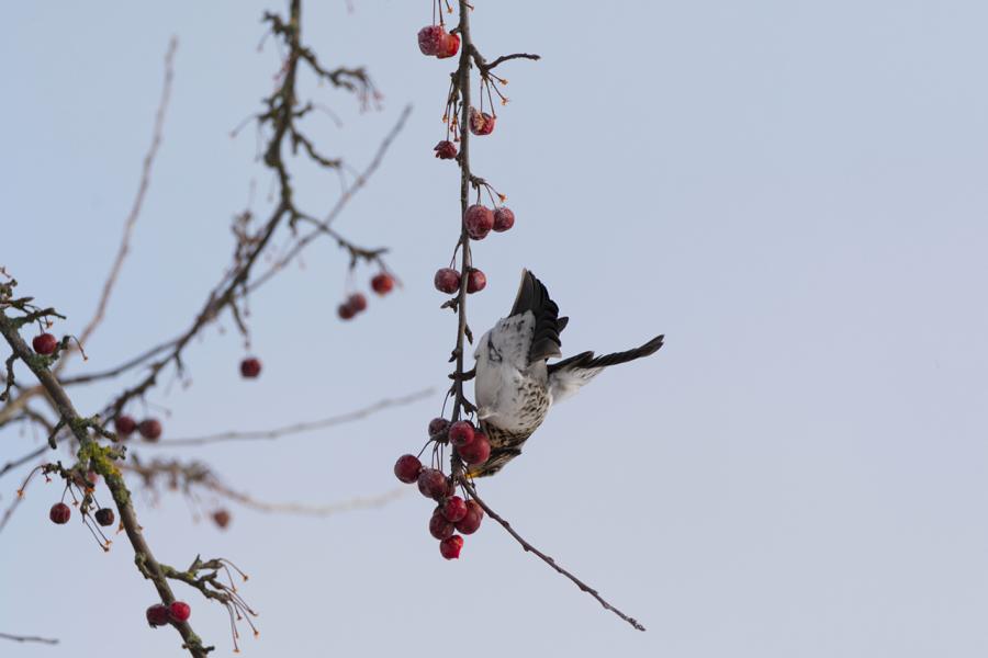 Wacholderdrossel im Baum beim Fressen einer Wacholderbeere im Winter