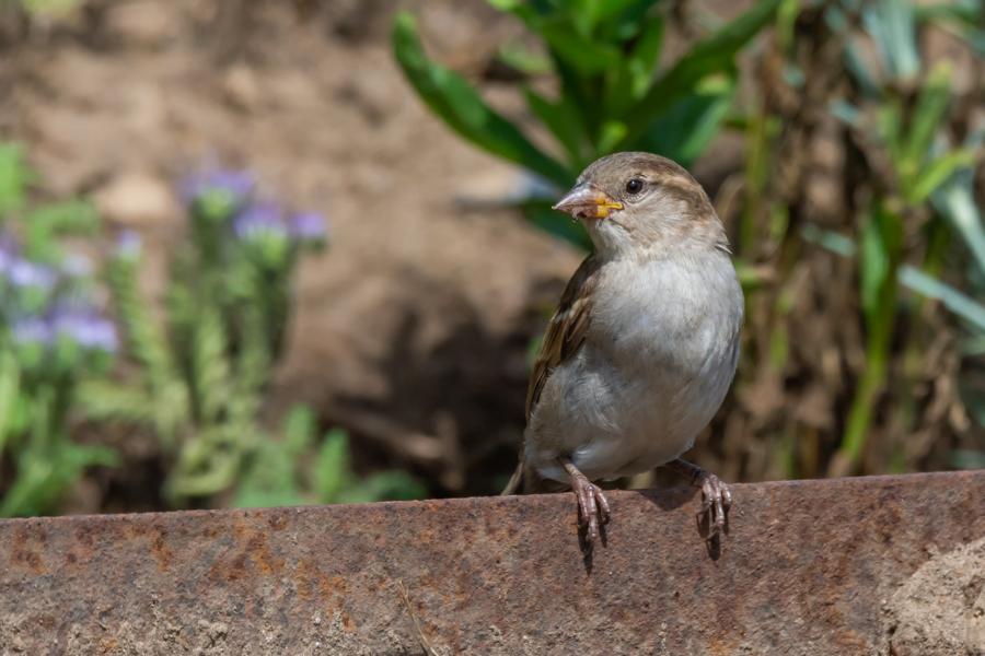 Passer im Gartenbeet auf einer Metallkante am Weg