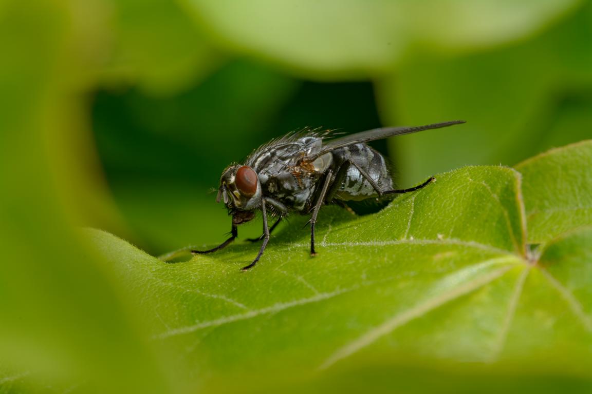 Nahaufnahme einer Fliege mit roten Augen auf einem grünen Blatt