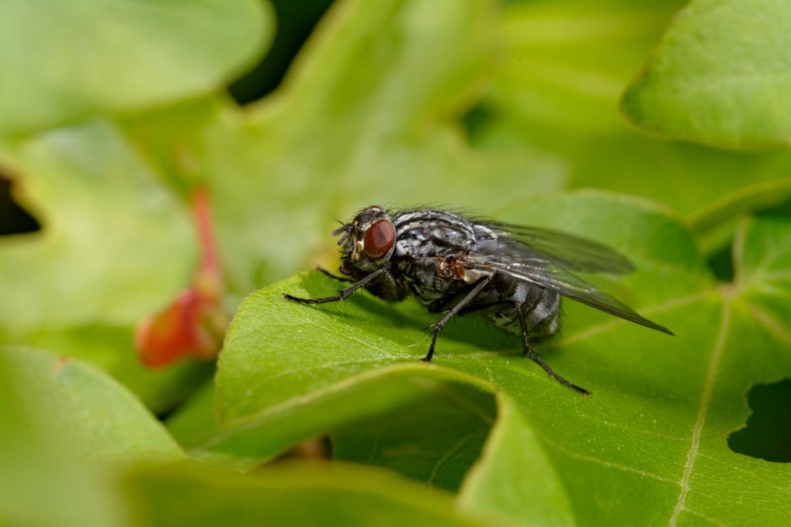 Nahaufnahme einer Fliege mit roten Augen auf einem grünen Blatt
