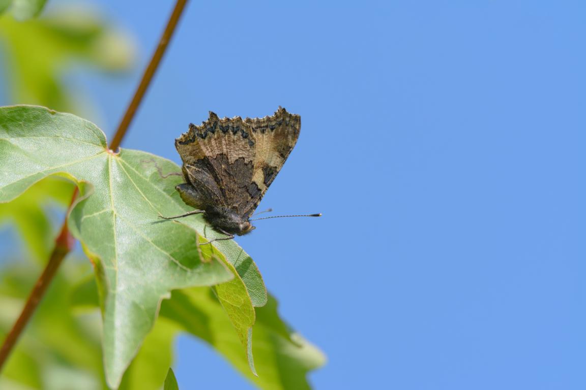 Großer Fuchs auf einem Blatt.
