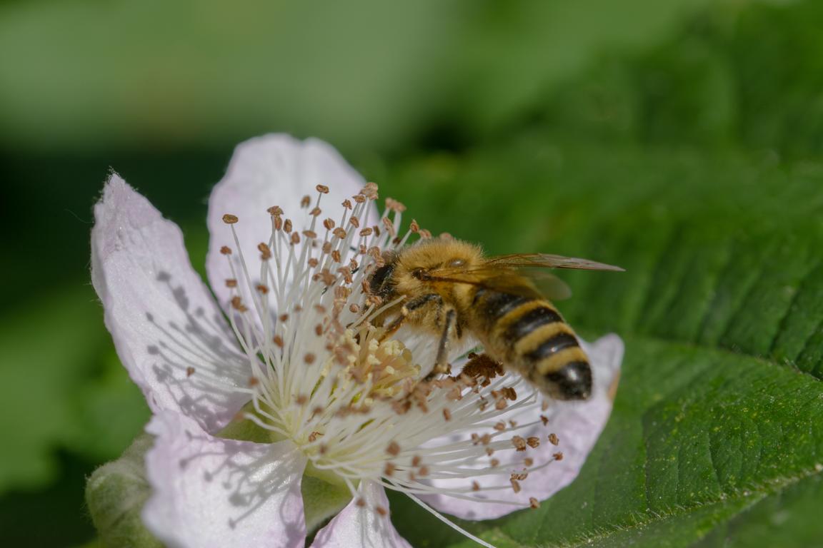 Biene auf Pollensuche an einer Blüte.