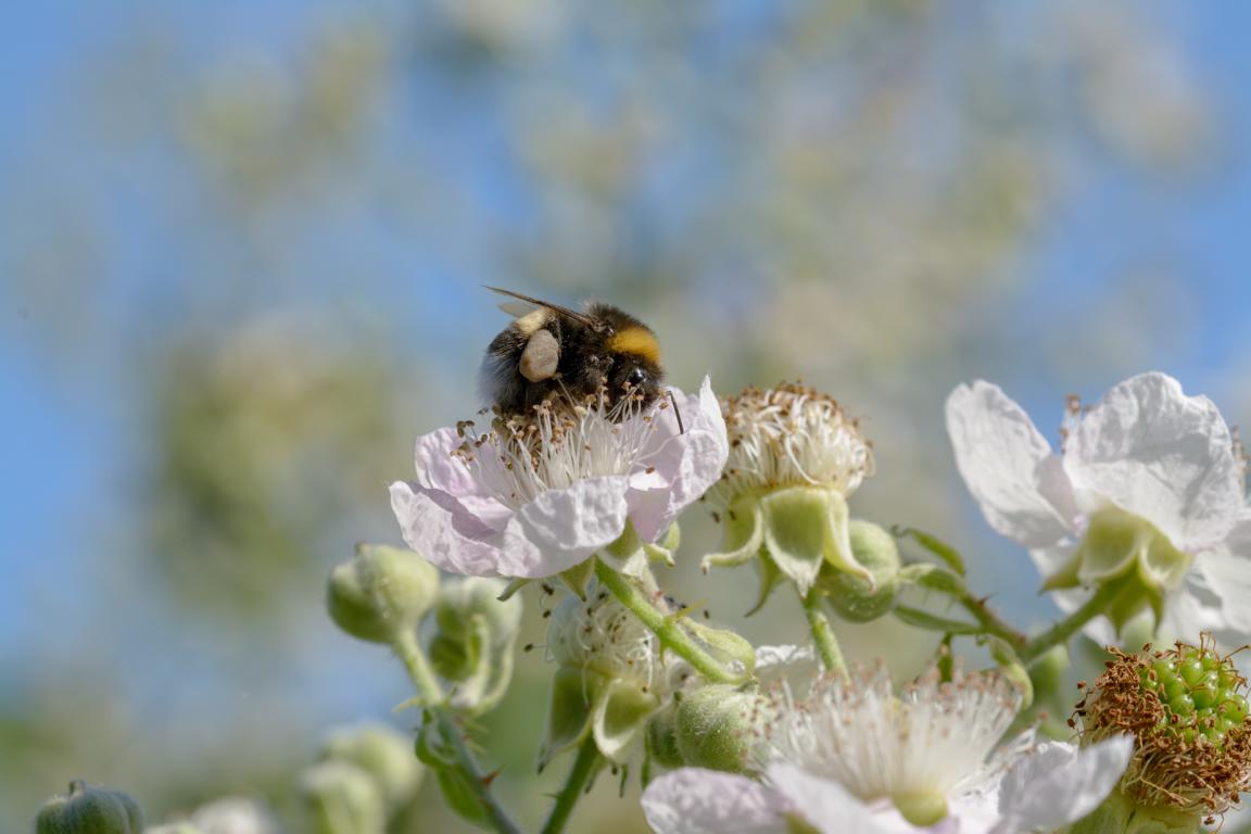 Hummel auf Pollensuche an einer Blüte.