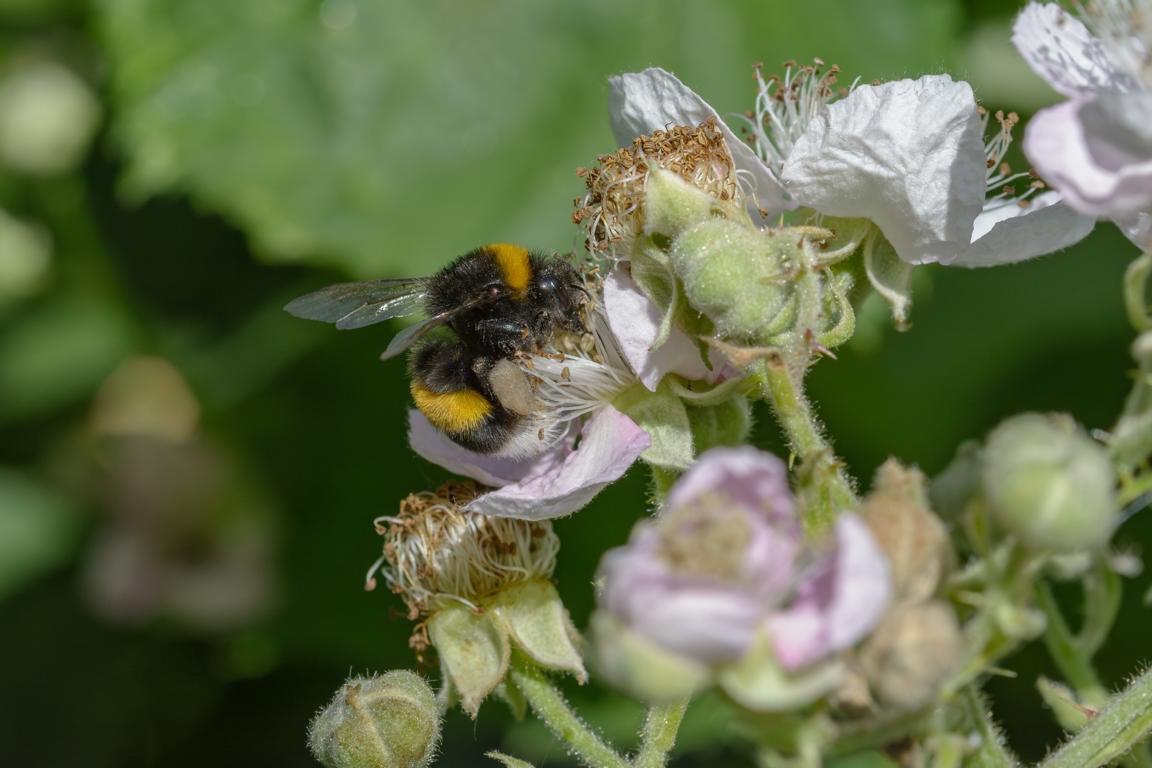 Hummel auf Pollensuche an einer Blüte.