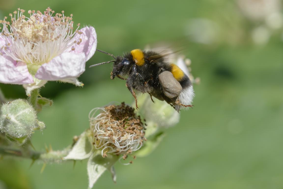 Hummel auf Pollensuche an einer Blüte.