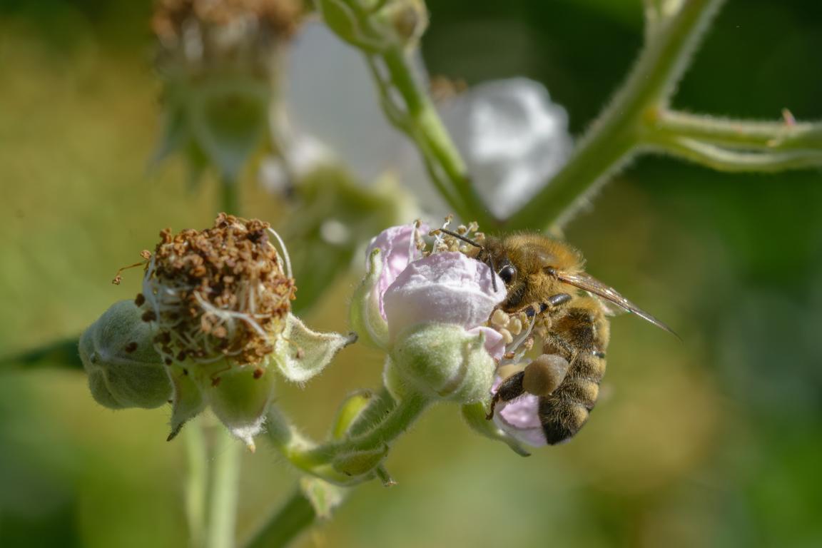 Biene auf Pollensuche an einer Blüte.