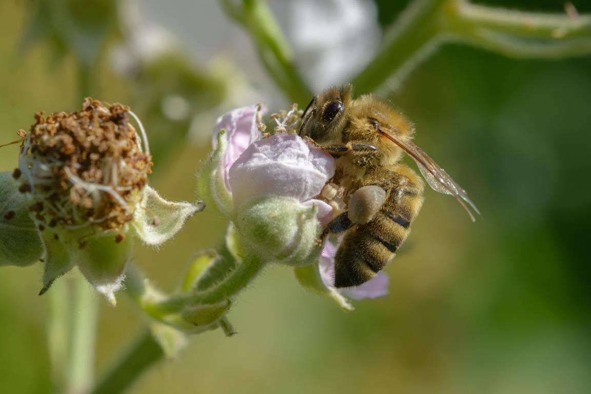Biene auf Pollensuche an einer Blüte.