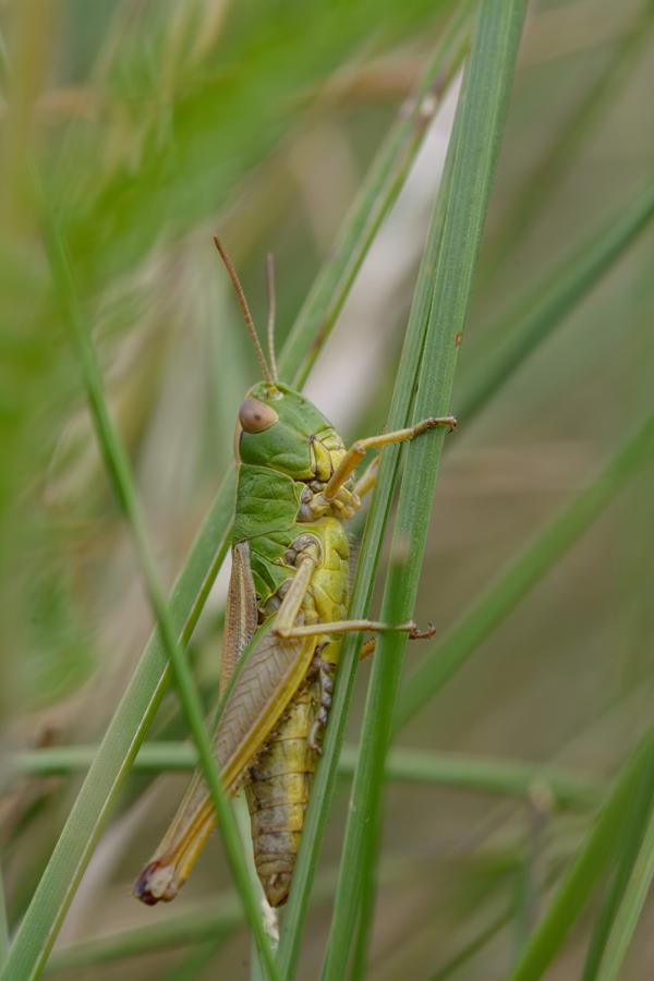 Heuschrecke / Grashüpfer (Orthoptera-Geradflügler) auf einem Grashalm.