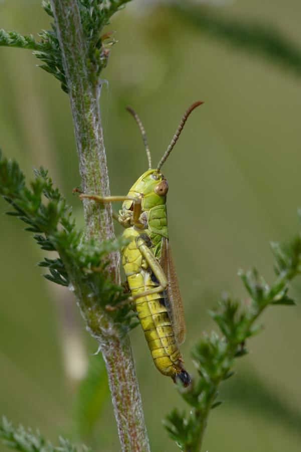Feldgrashüpfer (Chorthippus) auf einem Grasstengel.