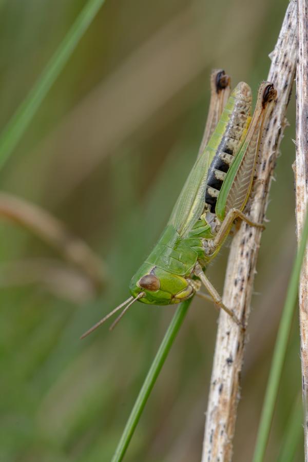Heuschrecke / Grashüpfer (Orthoptera-Geradflügler) kopfüber auf einem Grashalm.