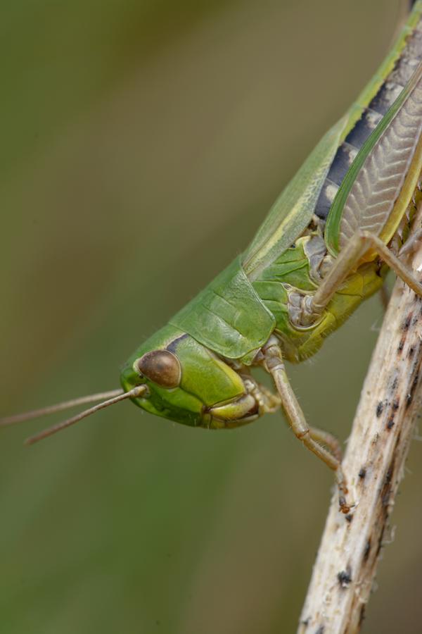 Heuschrecke / Grashüpfer (Orthoptera-Geradflügler) kopfüber auf einem Grashalm.