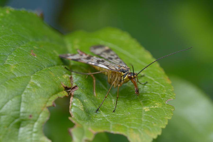Gemeine Skorpionsfliege (Panorpa communis) sitzt auf einem grünen Blatt.