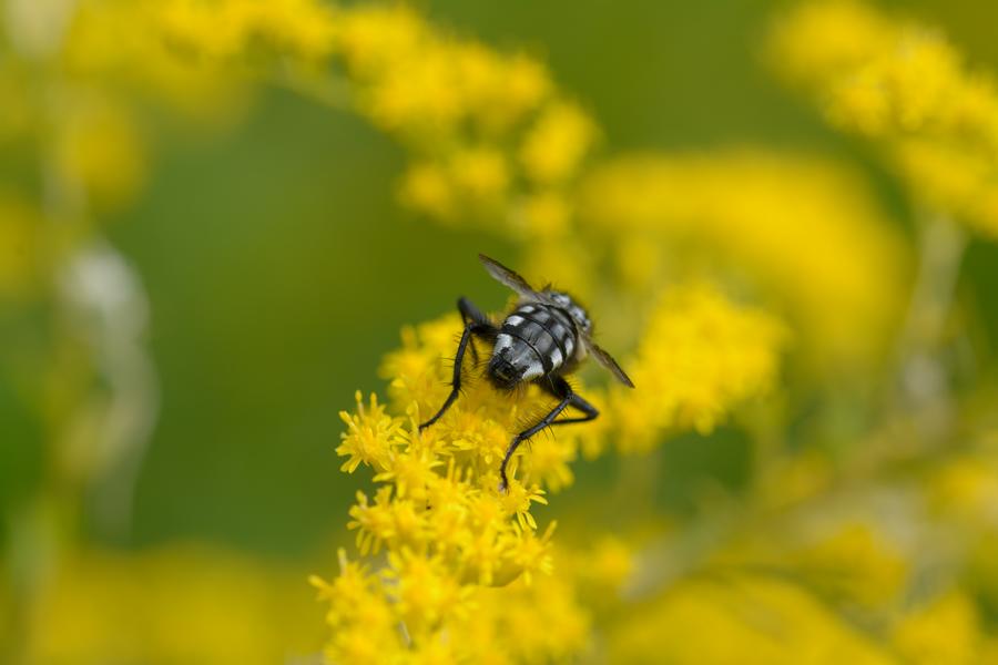 Nahaufnahme einer behaarten Raupenfliege auf gelben Blüten einer Goldrute.