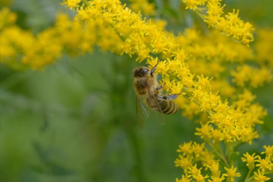 Eine Honigbiene sammelt Pollen von den kleinen gelben Blüten einer Pflanze.