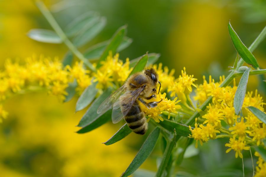 Eine Honigbiene sammelt Pollen von den kleinen gelben Blüten einer Pflanze.