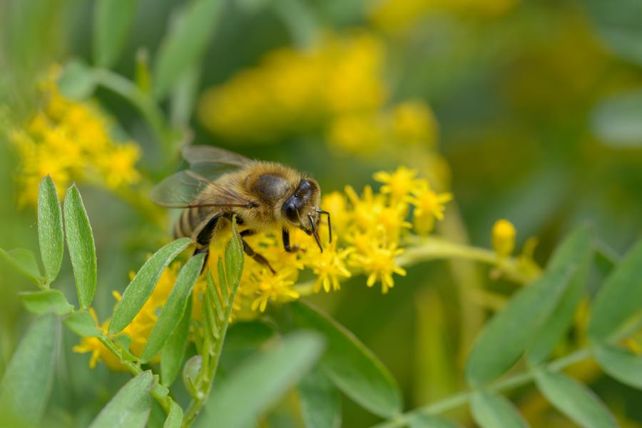 Eine Honigbiene sammelt Pollen von den kleinen gelben Blüten einer Pflanze.